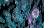 Ученые показали  работу  клеток внутри организма