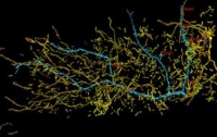 Ученые составили самую точную и детализированную карту нейронных микроцепей