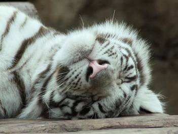 В британском зоопарке тигр убил работника