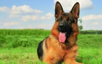 В Чехии собака нашла клад бронзового века