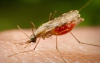 Два жителя Запорожья заболели малярией