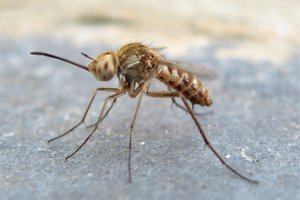 Вчені відкрили комарів, що не п'ють кров