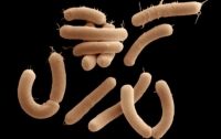 Ученые нашли способ решить проблему устойчивости бактерий к антибиотикам