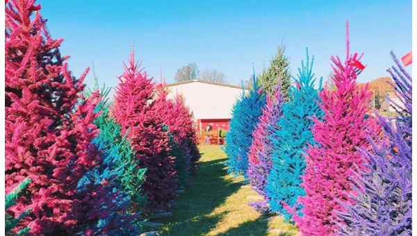 В США на ферме выращивают разноцветные елки