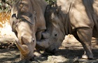 Ученые нашли способ  вернуть к жизни  белого носорога