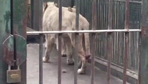 В зоопарке Китая истощенный лев отгрыз себе хвост