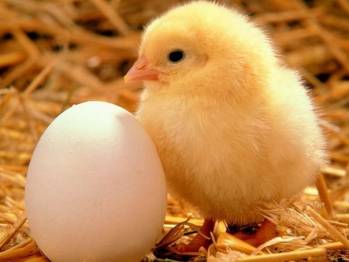 Овостар Юнион в I пол.-2017 увеличил производство яиц на 22 процентов
