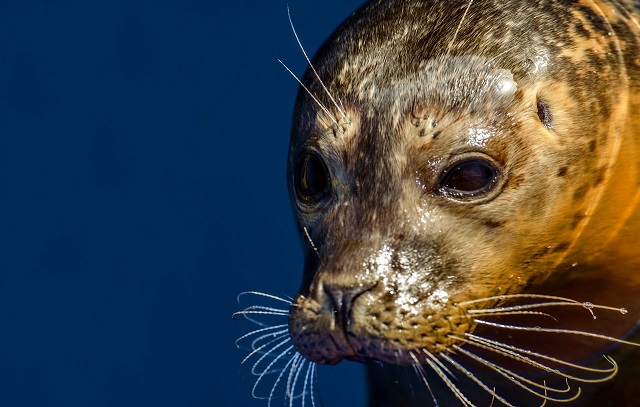 Seals found dead on Poland