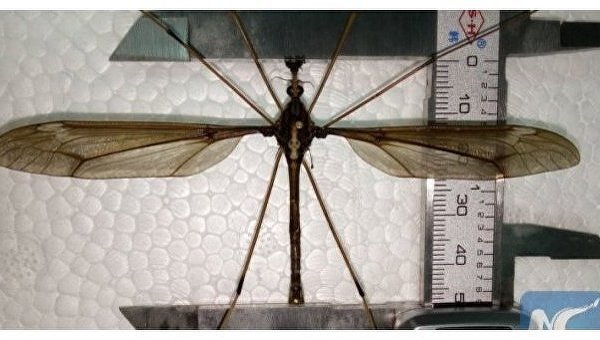 Монстр. В Китае обнаружили комара гигантских размеров
