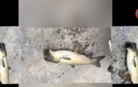 Рыбак поймал рыбу с птичьей головой (видео)