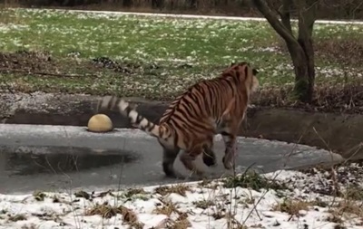 Амурский тигр неудачно прошелся по тонкому льду