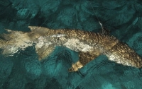 В Тихом океане выловили акулу-мутанта с зубами змеи