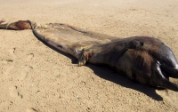 На пляже Намибии нашли тело загадочного морского существа