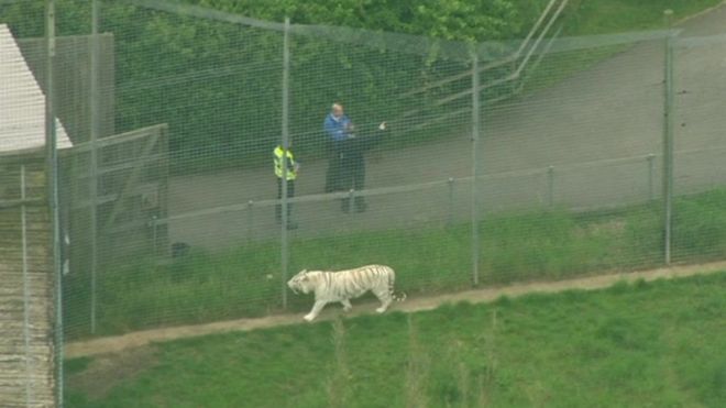 В Великобритании тигр убил сотрудницу зоопарка