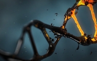 В клетках человека обнаружили новую форму ДНК