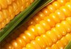 Ukraine's agriculture ministry projects 19.4 процентов rise in corn harvest in 2018