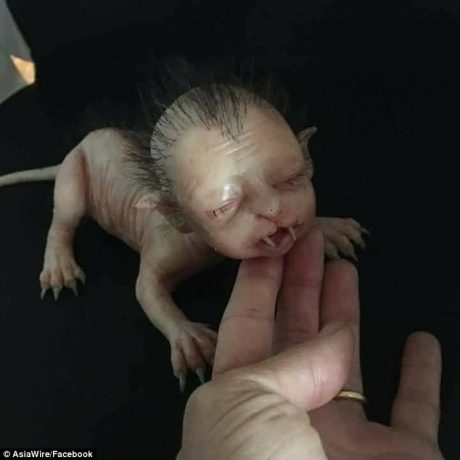 Жуткий ребенок-мутант с телом котенка поставил на уши людей (ФОТО)