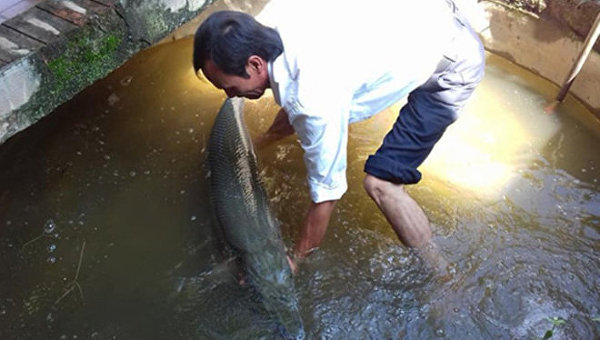Во Вьетнаме в жилом доме поймали редкую рыбу-аллигатор