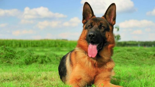 В Чехии собака нашла клад бронзового века