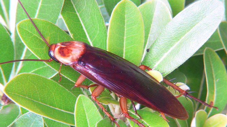 Успех тараканов объяснили длиной генома