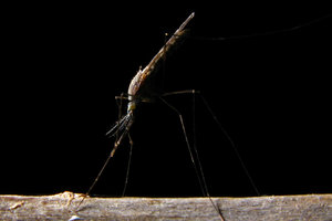 Ученые обнаружили комаров, которые не пьют кровь