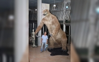 В Мексике нашли останки гигантского ленивца, жившего 10 000 лет назад