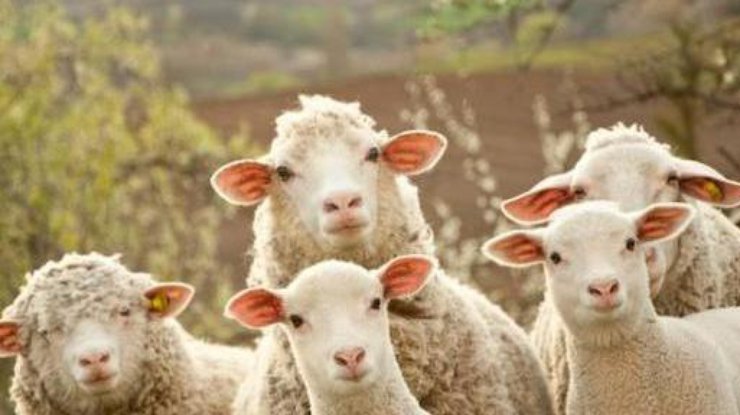 Овцы станут донорами