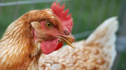 Крупнейший производитель курятины может купить еще два завода в ЕС
